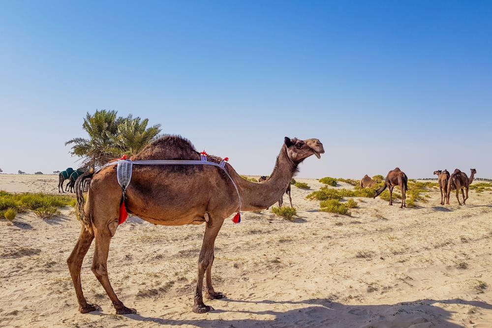 trasferimento-arabia
